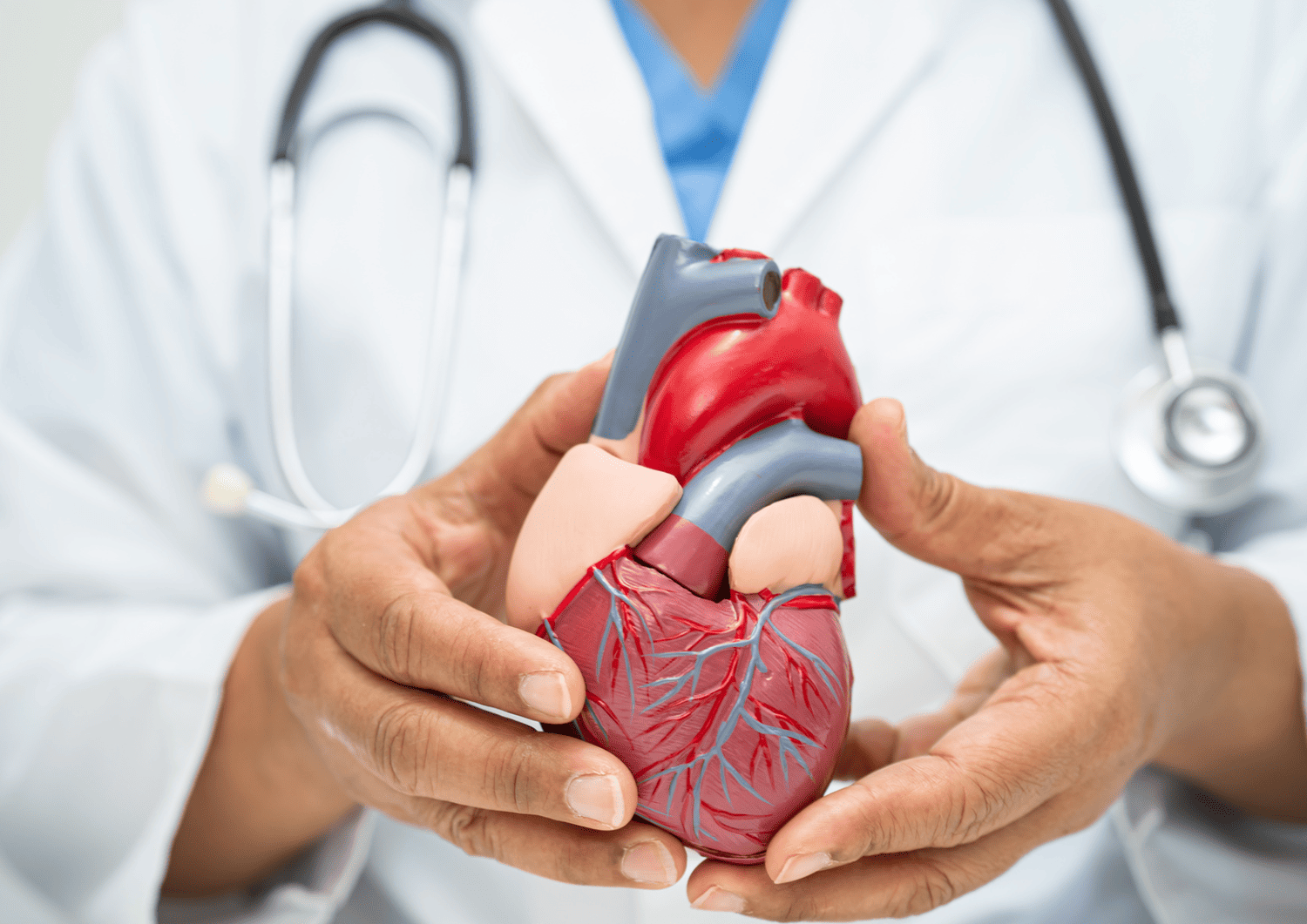 Doctor holding a heart model to explain cardiovascular screening and heart health at Optima Medical in Arizona.